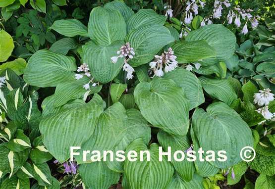 Hosta Florence Nightingale 